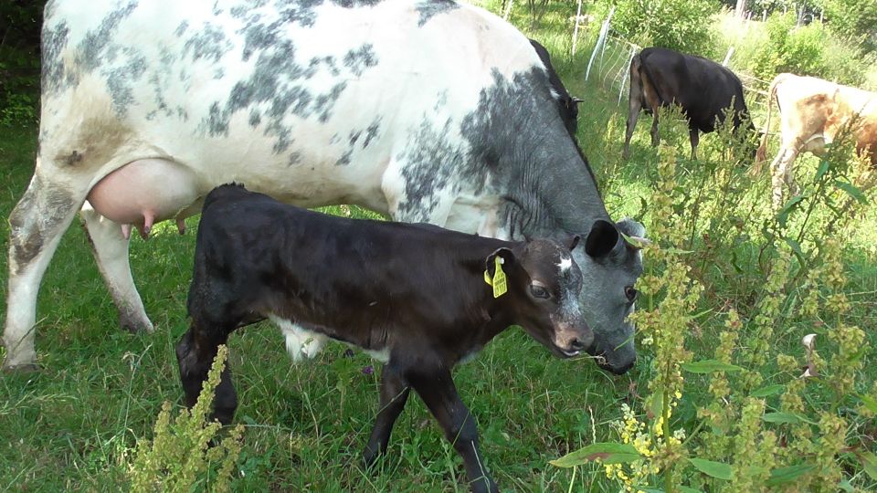 Weißblauer Belgier/Jersey Kuh in Schnaitsee