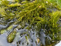 Teichpflanzen Wasserpest 10l Nordrhein-Westfalen - Troisdorf Vorschau