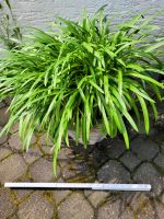 Agapanthus (Schmucklilie) mit Topf aus Weidengeflecht Nordrhein-Westfalen - Werdohl Vorschau