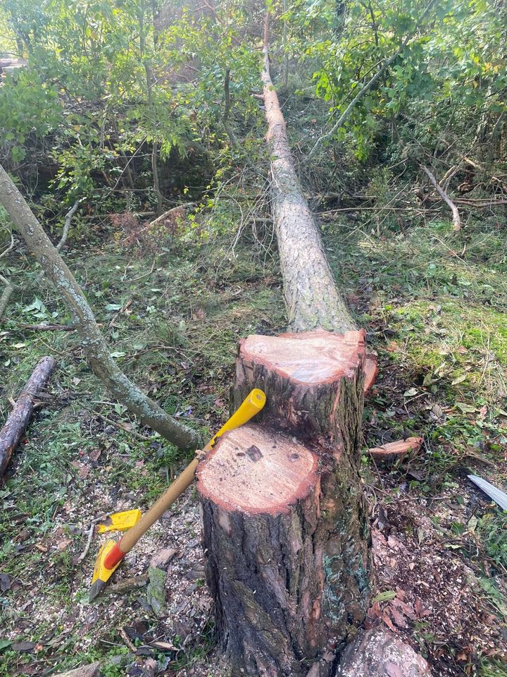 Baumschnitt Baumfällung [ Garten ] in Jena