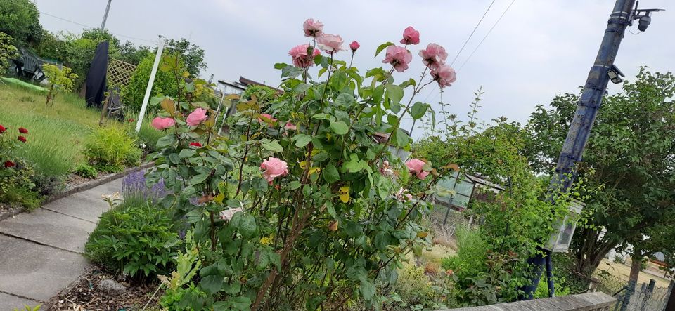 Kleingarten - 354m² - super schön, ab in die Natur in Schkeuditz