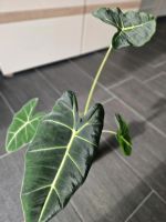 AlocasiaFrydeck Zimmerpflanze Nordrhein-Westfalen - Eschweiler Vorschau