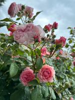 James Galway ® Englische Kletterrose (David Austin, 2000) Sachsen-Anhalt - Dannefeld Vorschau