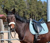 Pflegebeteiligung, evtl. Reitbeteiligung ❤️ Bayern - Wald Oberpf. Vorschau