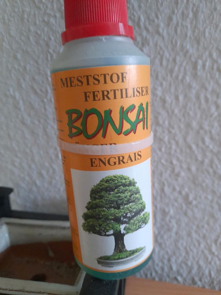 Bonsai Geschenkset in Schwarzenbruck