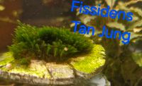 Fissidens Tan Jung...Aquariummoos Thüringen - Krayenberggemeinde Vorschau