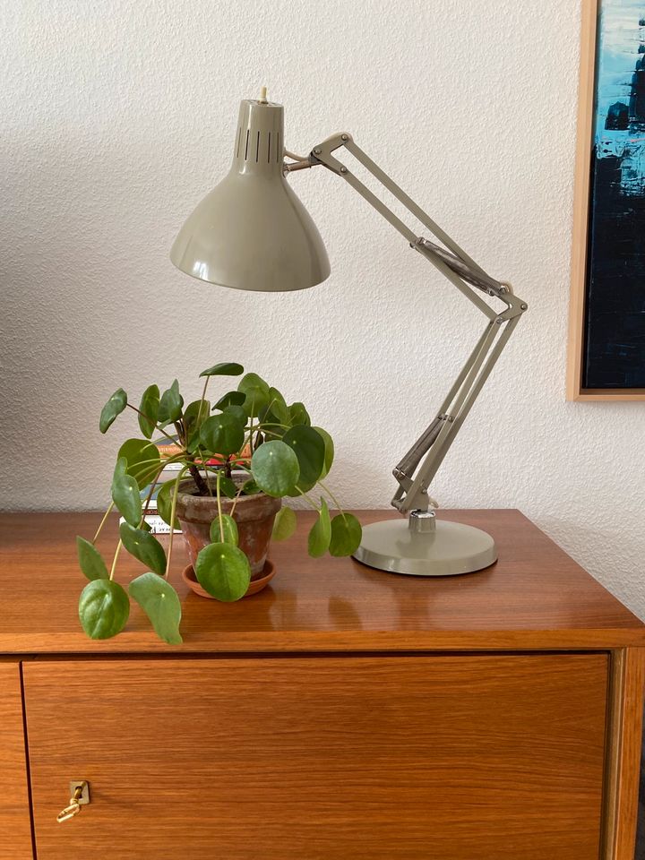 Chinesischer Geldbaum, Zimmerpflanze, Pilea peperomioides in Centrum