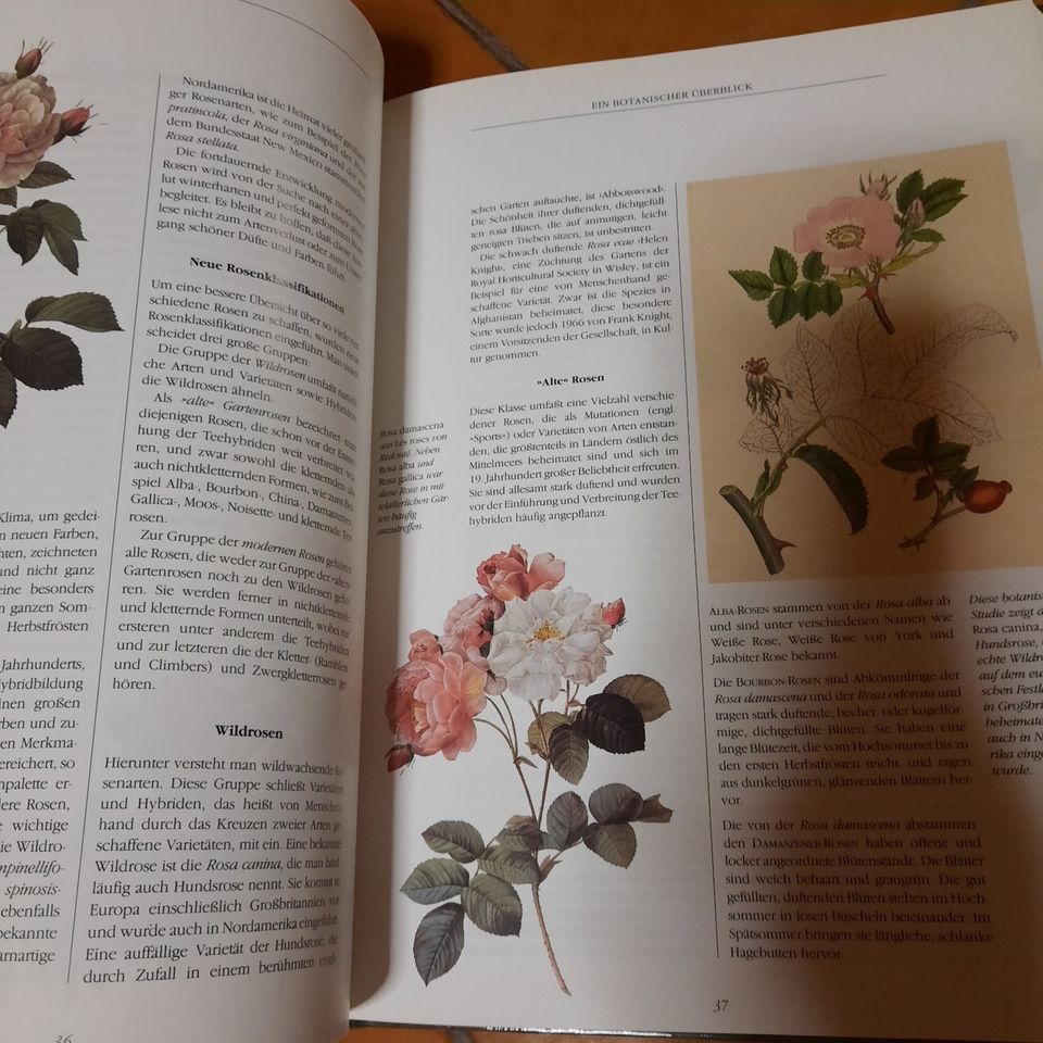 Buch, Faszination Rosen in Oberursel (Taunus)