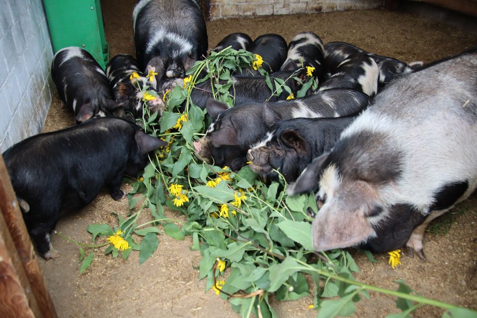 Kune Kune Schweine - Ferkel -Läufer und Zuchtsauen abzugeben in Wallstawe