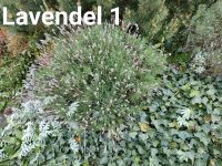 Lavendel 2 Stück Nordrhein-Westfalen - Bad Oeynhausen Vorschau