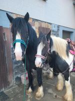 * Ausreiten * Reitbeteiligung * geführtes Reiten * Hessen - Romrod Vorschau