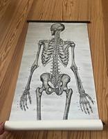 Vintage Anatomie Plakat (aus Leinen) Bayern - Erlangen Vorschau