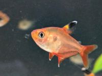 Phantomsalmler rot und gelb, Hyphessobrycon sweglesi, roseus Schleswig-Holstein - Groß Schenkenberg Vorschau