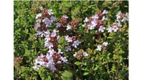 Echter Thymian Thymus vulgaris Samen Bienenweide Blumensamen Bayern - Schongau Vorschau