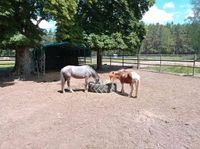 Pflegebeteiligung oder Reitbeteiligung Thüringen - Treffurt Vorschau