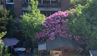 Rhododendron Busch Bielefeld - Bielefeld (Innenstadt) Vorschau