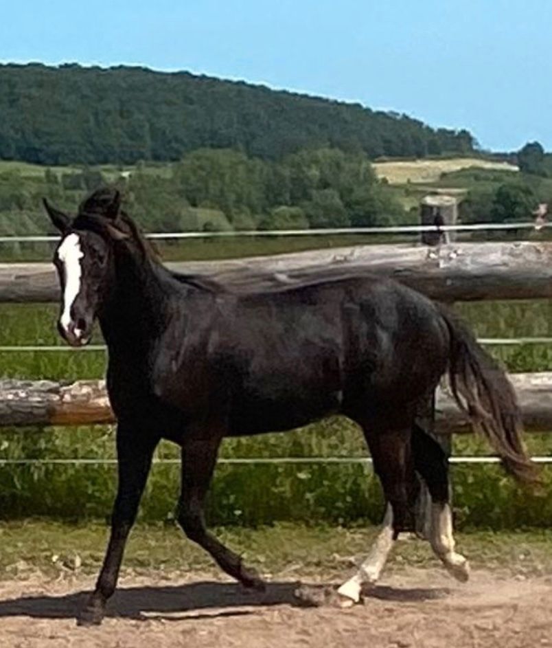 Schicke 2 jährige Paint-Horse Stute mit Top Abstammung in Breuna
