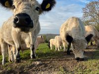 Galloway Rinder aus Öko-Haltung (Bio) Sachsen-Anhalt - Naumburg (Saale) Vorschau