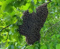 Bienenschwarm entdeckt? KOSTENLOS einfangen Bienen + Belohnung Nordrhein-Westfalen - Balve Vorschau