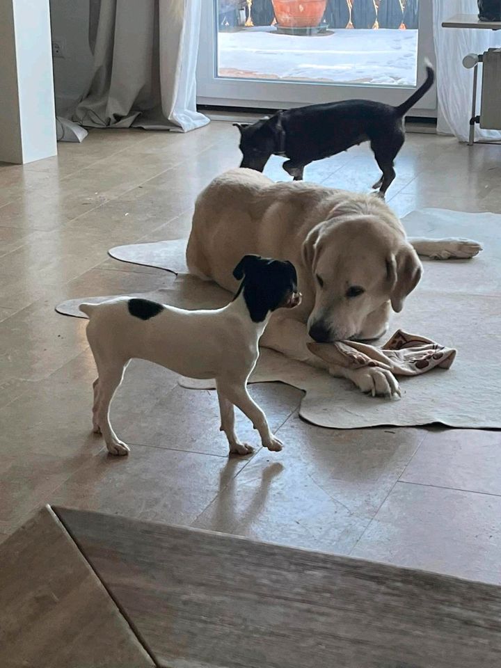 GANDALF Hirtenhund Rüde Tierschutz Hund in Bretten