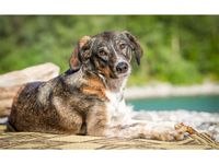 Nanna - hübsches Hundemädel sucht Fürimmerkorb! Baden-Württemberg - Giengen an der Brenz Vorschau