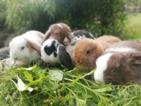 Zwergwidder Löwenköpfchen Kaninchen Nordrhein-Westfalen - Telgte Vorschau