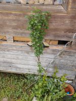Pflaumenbaum ca 2 Jahre mit Früchten Bayern - Tittmoning Vorschau