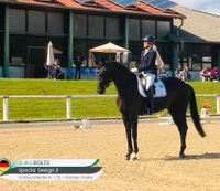 Beritt von Pferden/Anreiten/Reitunterricht Niedersachsen - Syke Vorschau