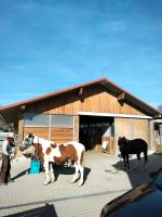 Paddock Box für Wallach Bayern - Pfaffenhausen Vorschau