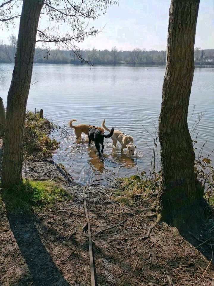 Liebevoller Gassi-Service als Dogwalker inkl. Shuttleservice in Willich