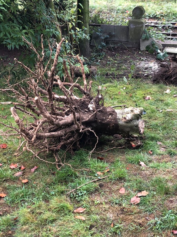 Baumfällung Baumpflege Wurzelfräsen Baumpflege in Saerbeck