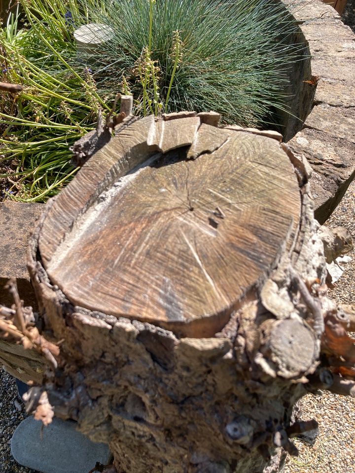 Ginko Baum Holz in Fritzlar