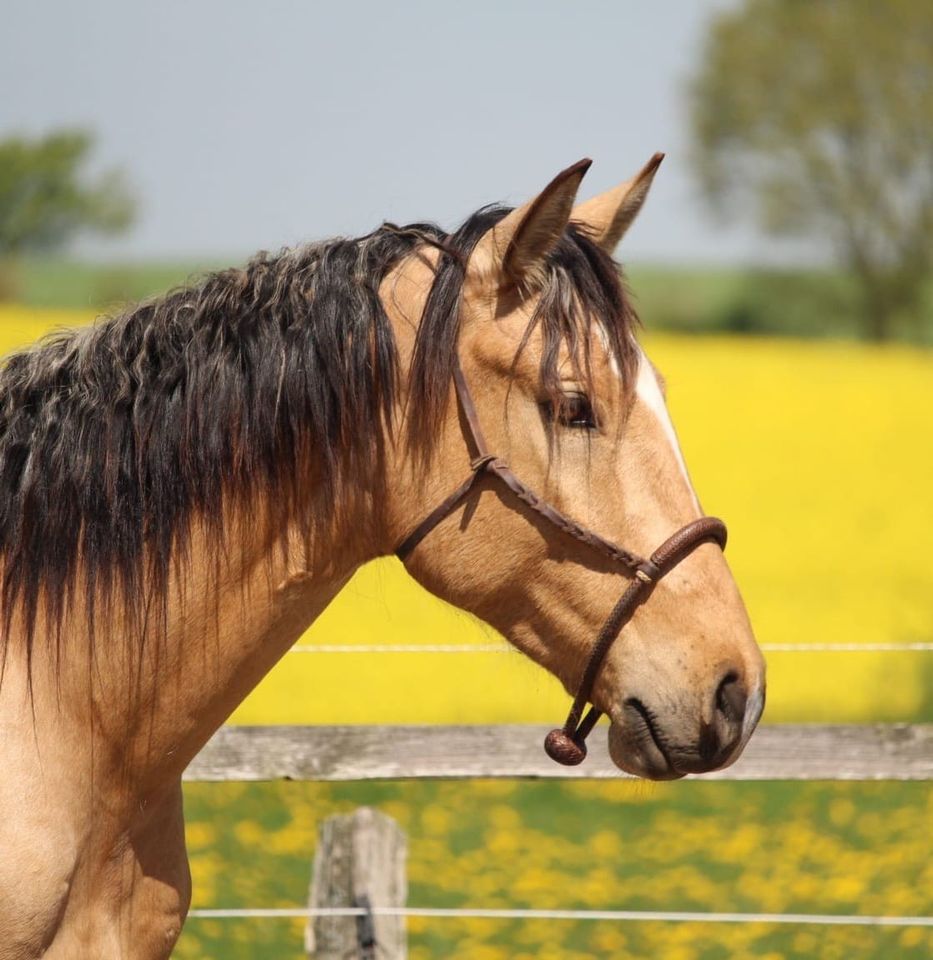 ❗️Lusitano APSL / 3jähriger Wallach / Buckskin in Malente