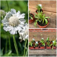 Witwenblume, Scabiosa 'Perfecta Alba', Staude, Stück 3,50 Euro Niedersachsen - Osteel Vorschau