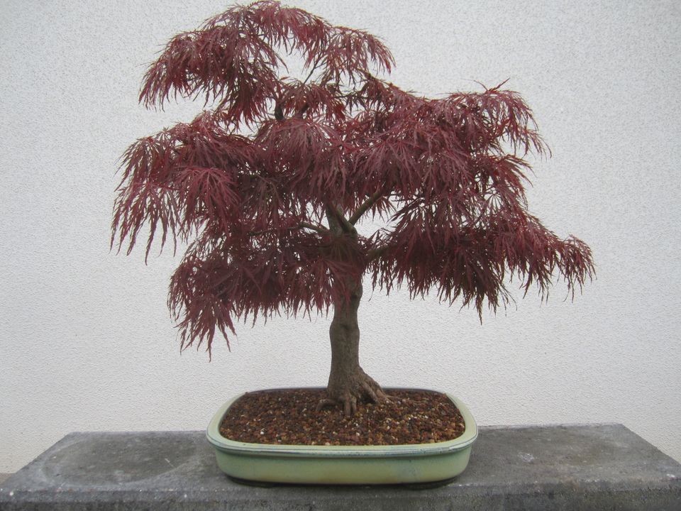 Bonsai roter Schlitzahorn ( Acer Palmatum Dissectum.) in Pommersfelden