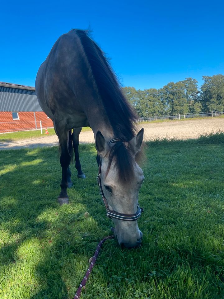 Andalusier-Quater-Mix Stute, 13 Jahre in Schermbeck