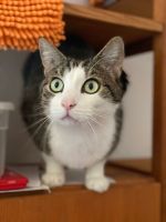 Liebe, menschenbezogene Katze Tayga sucht ein Zuhause mitFreigang Hessen - Weilburg Vorschau