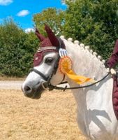 Superhübsche Welsh Pony Stute Bayern - Lülsfeld Vorschau