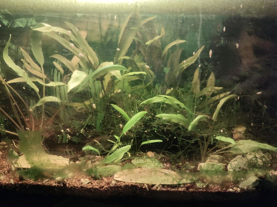 Aquarien Guppies Wurzeln Deko Wasserpflanzen Schnecken Welse in Dresden