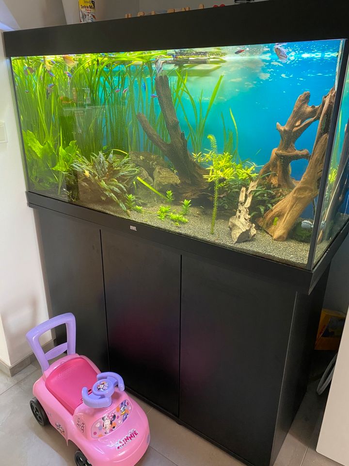 Aquarium Juwel 350 in Mehring