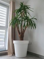 Exotische Yucca/Palmlilie/Pflanze, rar, NP: 599,- € Nordrhein-Westfalen - Rösrath Vorschau