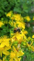 Samen Echtes/ Tüpfel- Johanniskraut (Hypericum perforatum) Baden-Württemberg - Horgenzell Vorschau