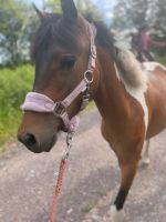 Kinder Curly Horse Pony Nordrhein-Westfalen - Ennepetal Vorschau