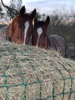 Biete eine reine Pflegebeteiligung und eine  Reitbeteiligung Niedersachsen - Wietze Vorschau