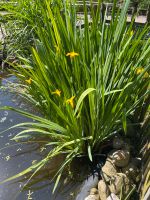 Teichlilien Ableger gelb Teichpflanzen Niedersachsen - Wilhelmshaven Vorschau