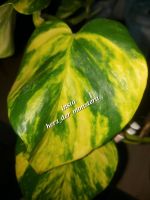 Epipremnum " Valencia " teruno Serie pothos efeutute philodendron Bayern - Deggendorf Vorschau