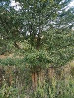 Baum Kleinbaum Schlehe für Ersatzbepflanzung oder Garten Thüringen - Gera Vorschau