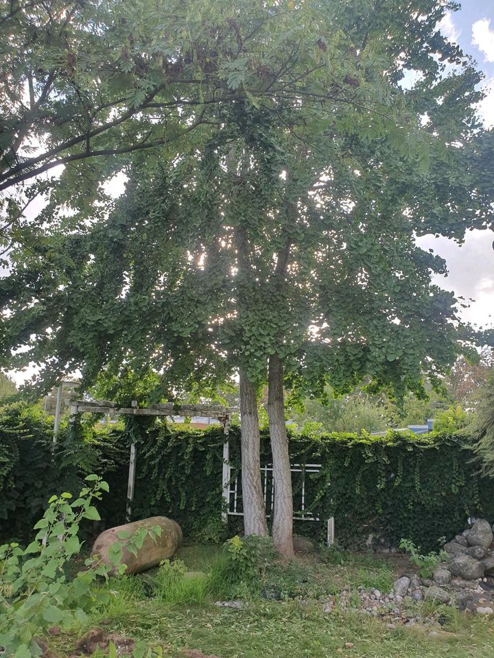 Baum Bäume Gingo Ginkgo Ginkgo Biloba in Frankenthal (Pfalz)