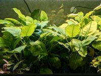 Anubias Nana Nordrhein-Westfalen - Bedburg Vorschau