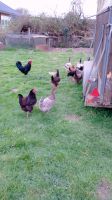 Suche Garten für meine Hühner Nordrhein-Westfalen - Herzogenrath Vorschau